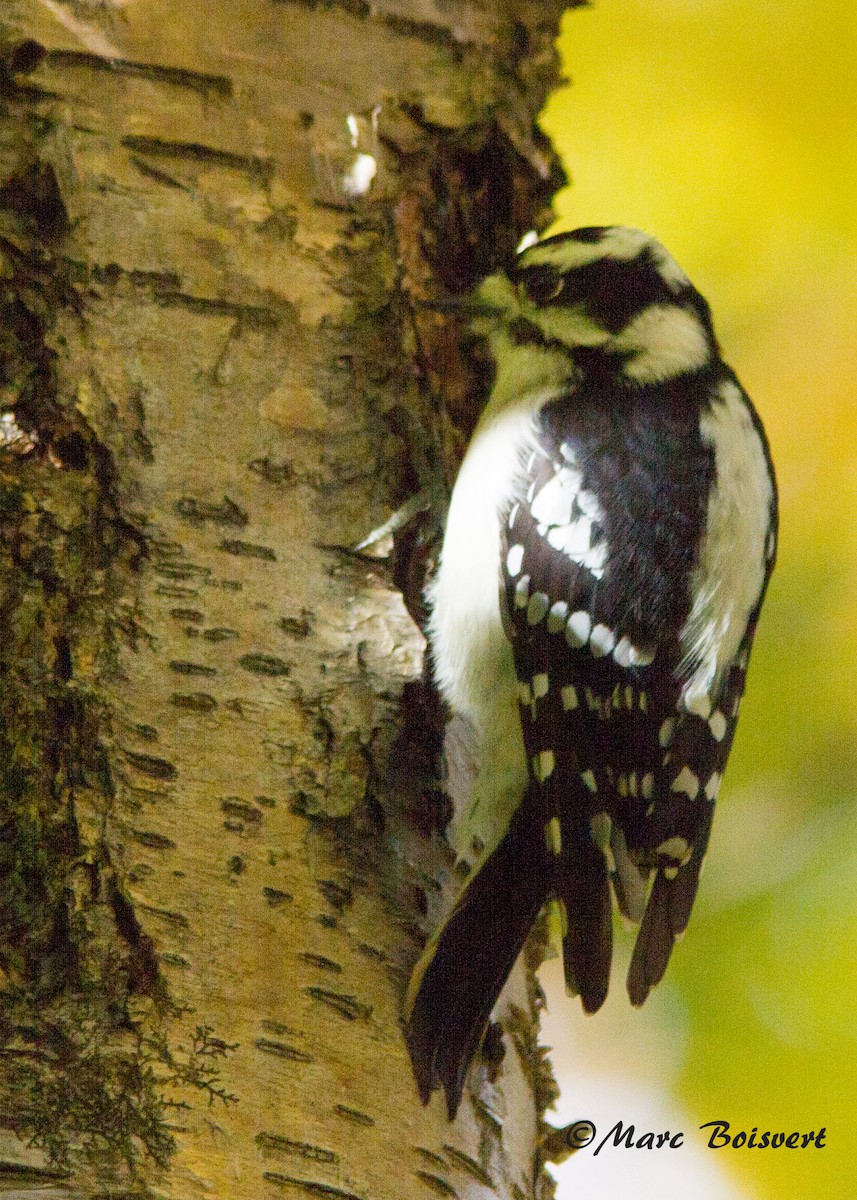 Downy Woodpecker - ML37428001