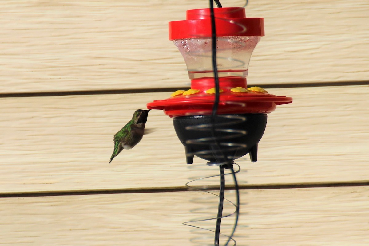 Anna's Hummingbird - Adair Bock