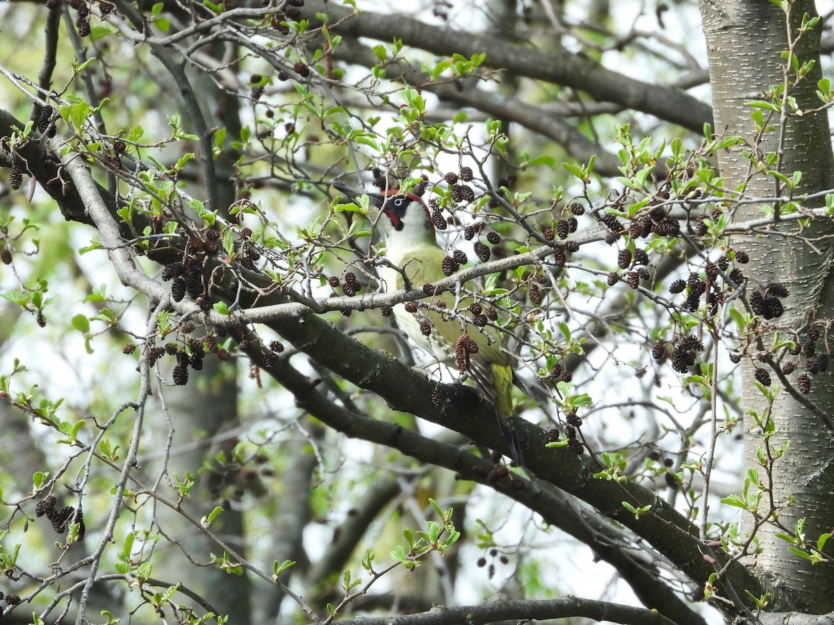 Eurasian Green Woodpecker - Владимир Соколов