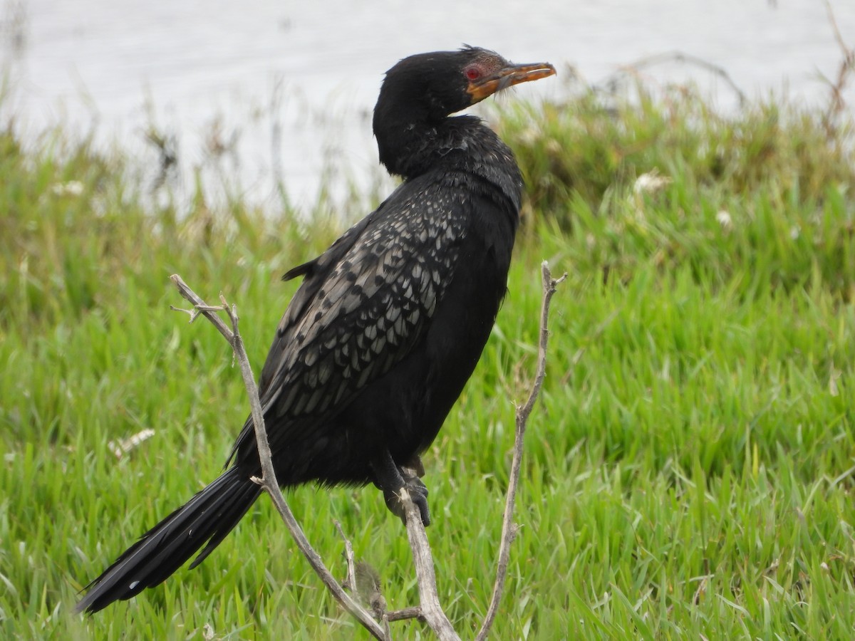 Long-tailed Cormorant - Timothy Whitehead