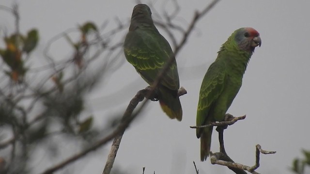 Red-tailed Parrot - ML374304111