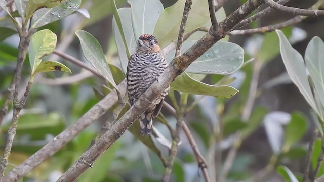 Ochre-collared Piculet - ML374306661