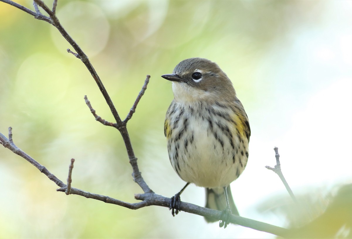 Yellow-rumped Warbler (Myrtle) - Joel Eckerson