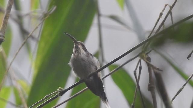 Scale-throated Hermit - ML374312011
