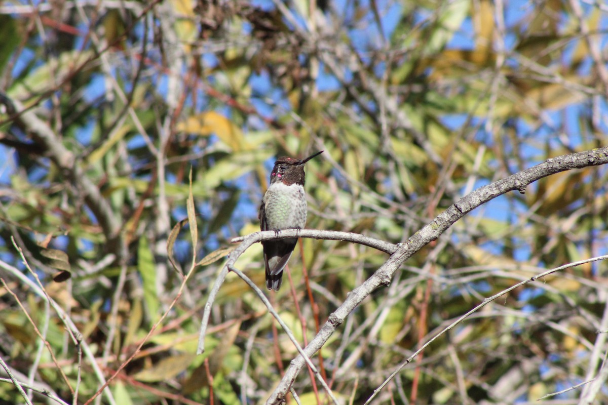 Anna's Hummingbird - ML374314591
