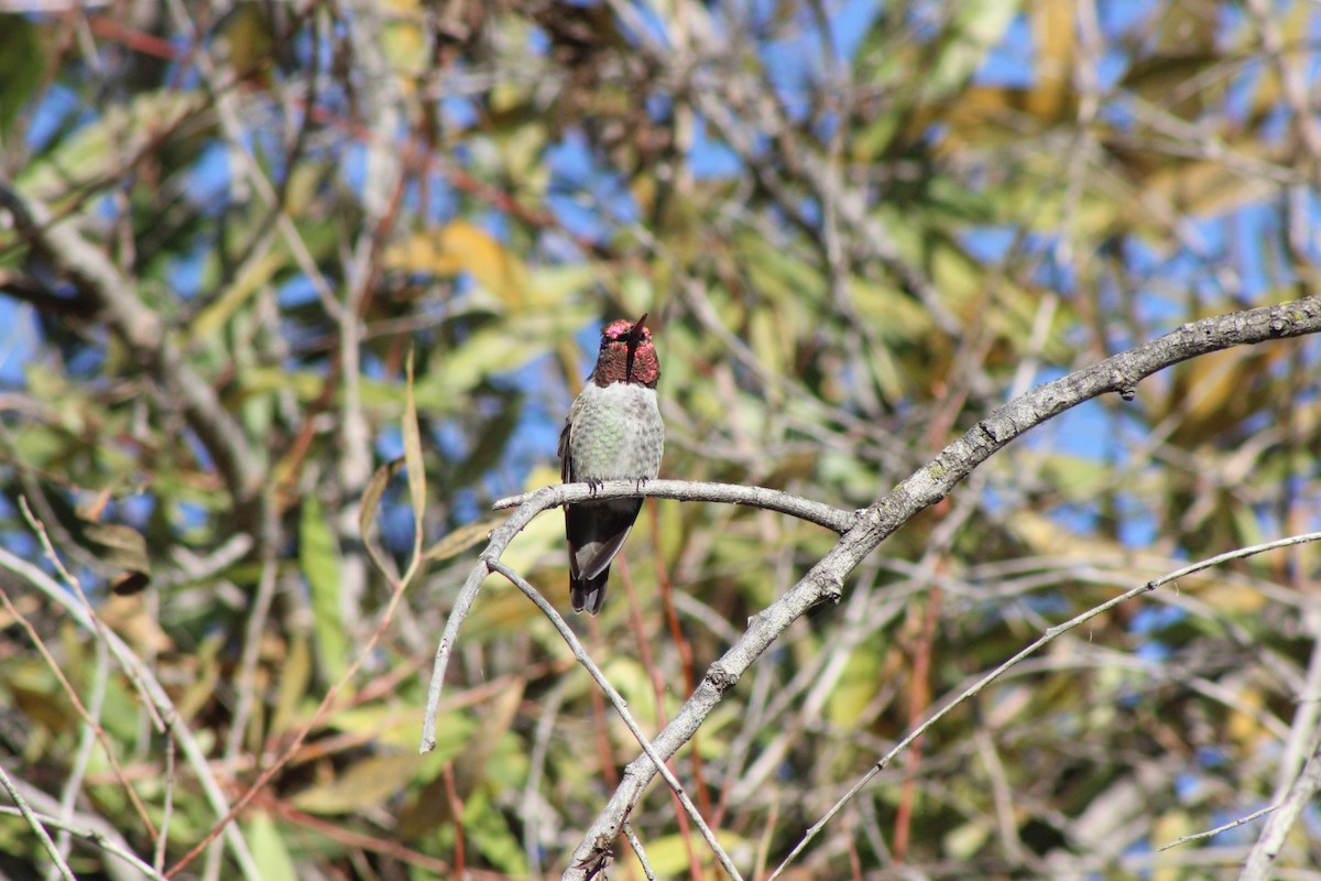Anna's Hummingbird - ML374314741