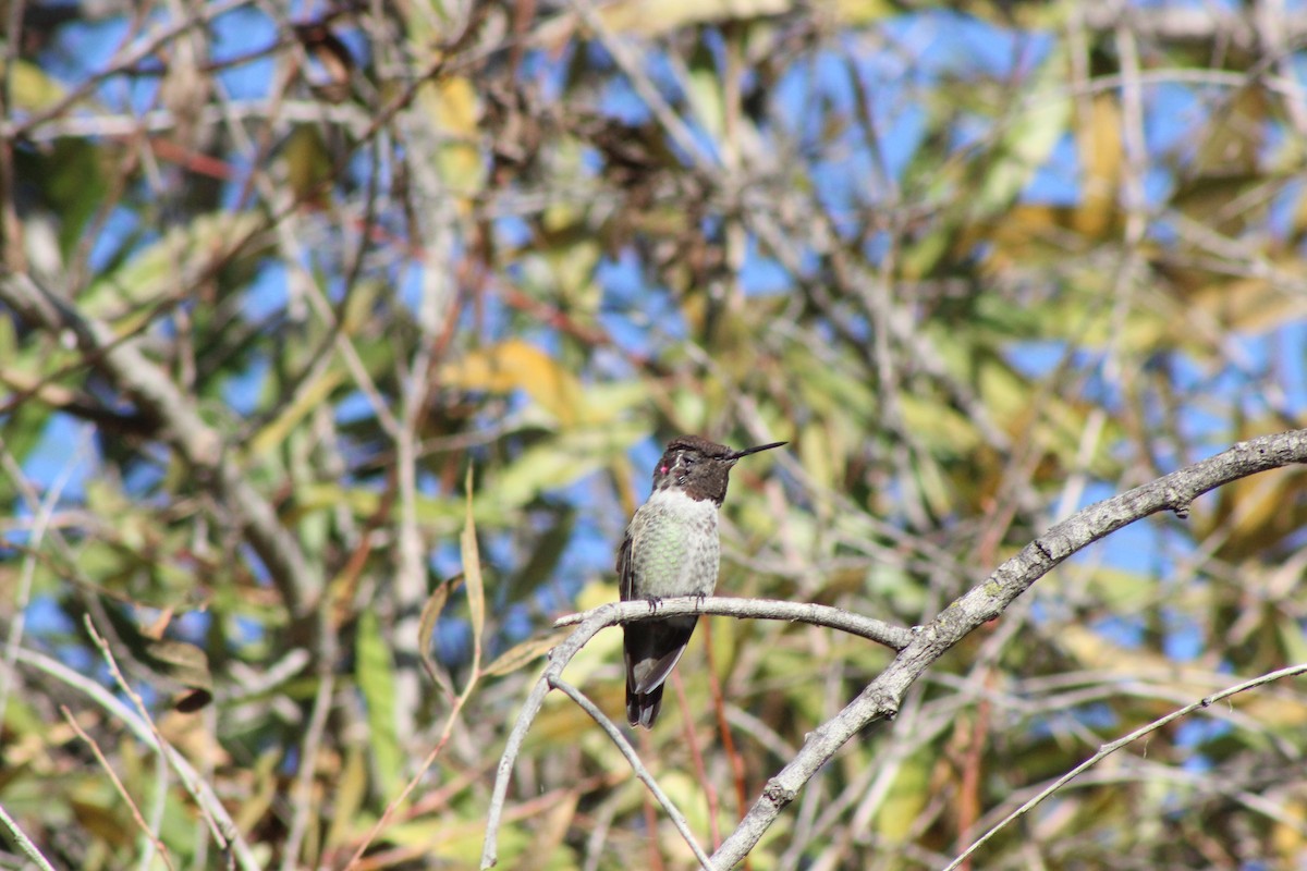 Anna's Hummingbird - ML374314811