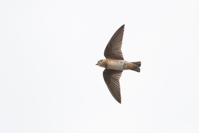 Cave Swallow