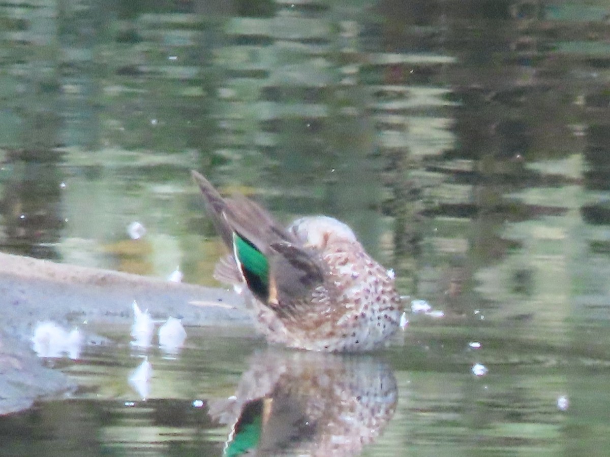 Green-winged Teal - ML374315711