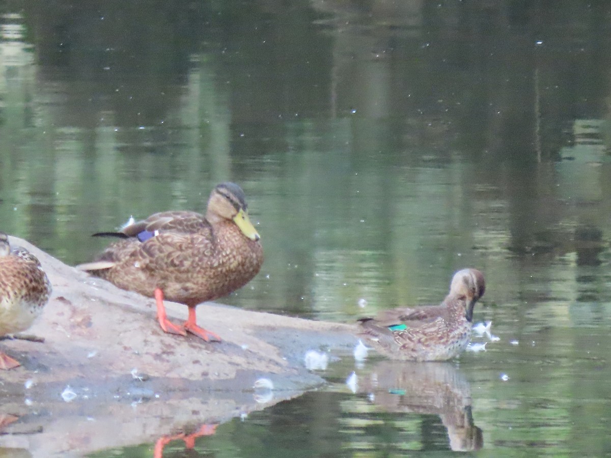 Green-winged Teal - ML374315721