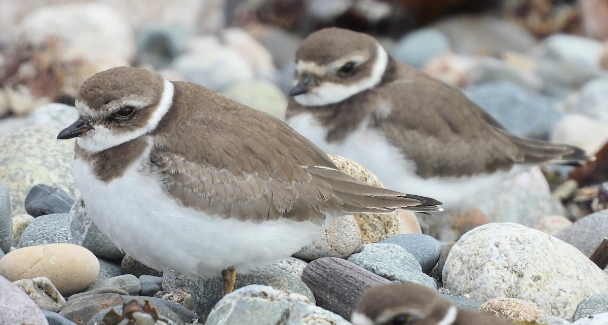 Semipalmated Plover - Lisa Schibley
