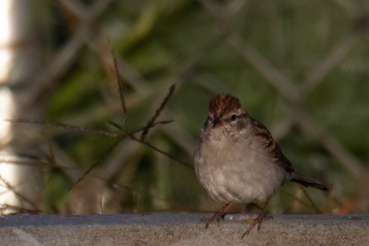 Chipping Sparrow - ML374335241