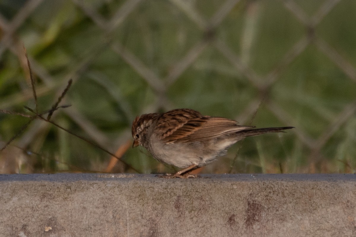 Chipping Sparrow - ML374335281