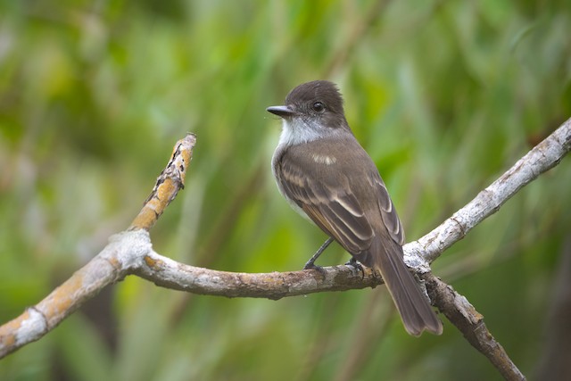 Puerto Rican Flycatcher