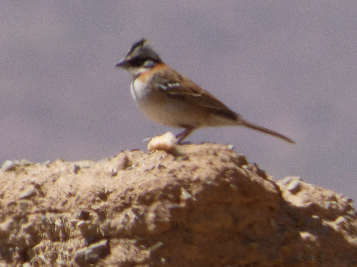 Rufous-collared Sparrow - Gaspar Borra