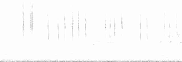 White-eared Hummingbird - ML374341921