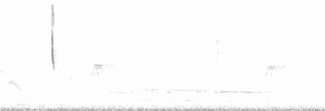 Белоухий колибри - ML374342051
