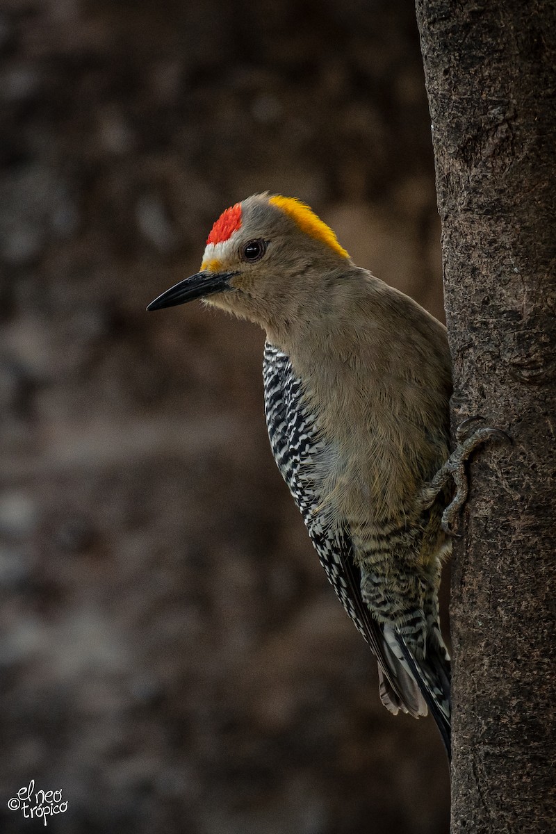 Golden-fronted Woodpecker - ML374342541