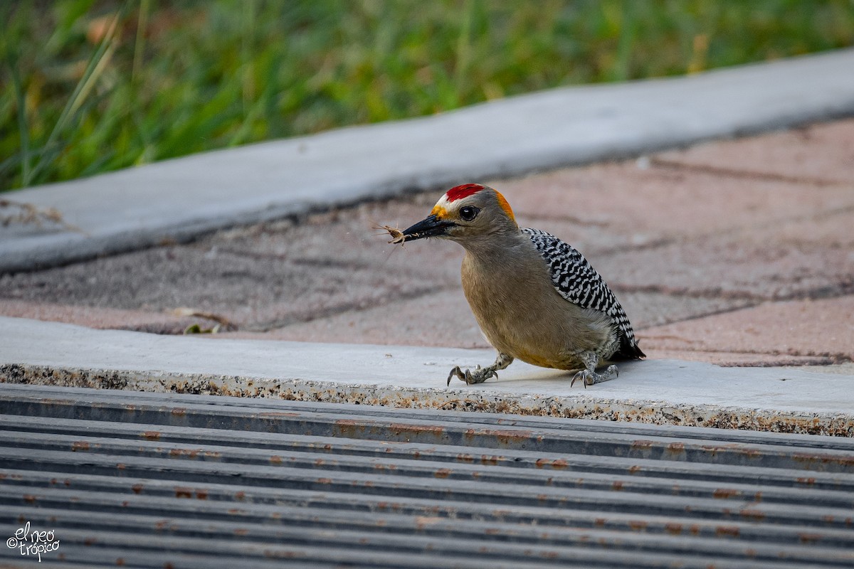 Golden-fronted Woodpecker - ML374342561