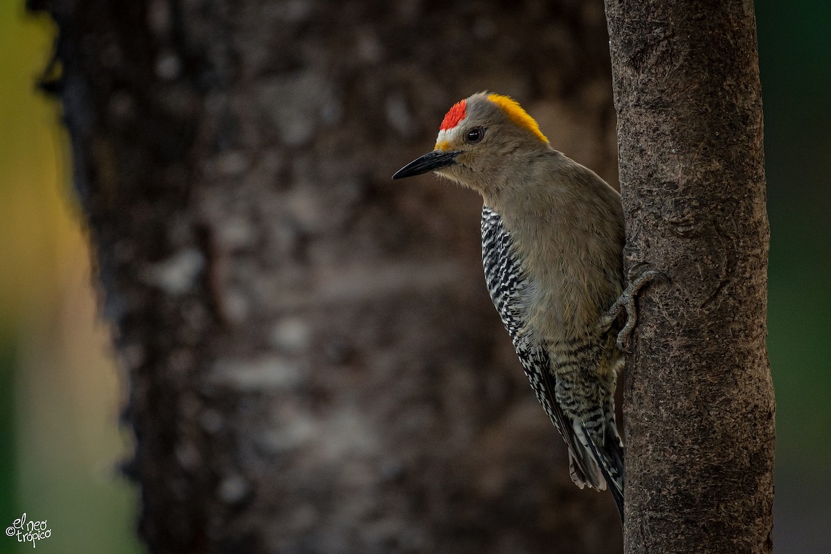 Golden-fronted Woodpecker - ML374343011