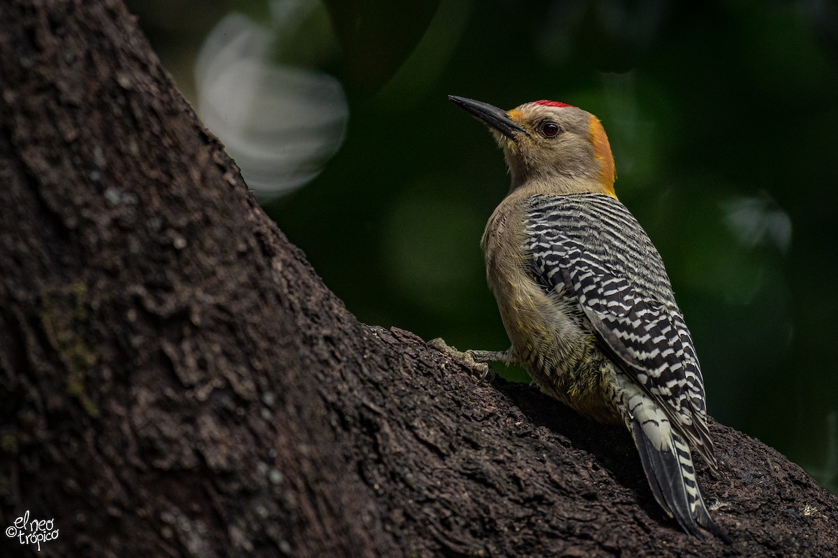 Golden-fronted Woodpecker - ML374343471