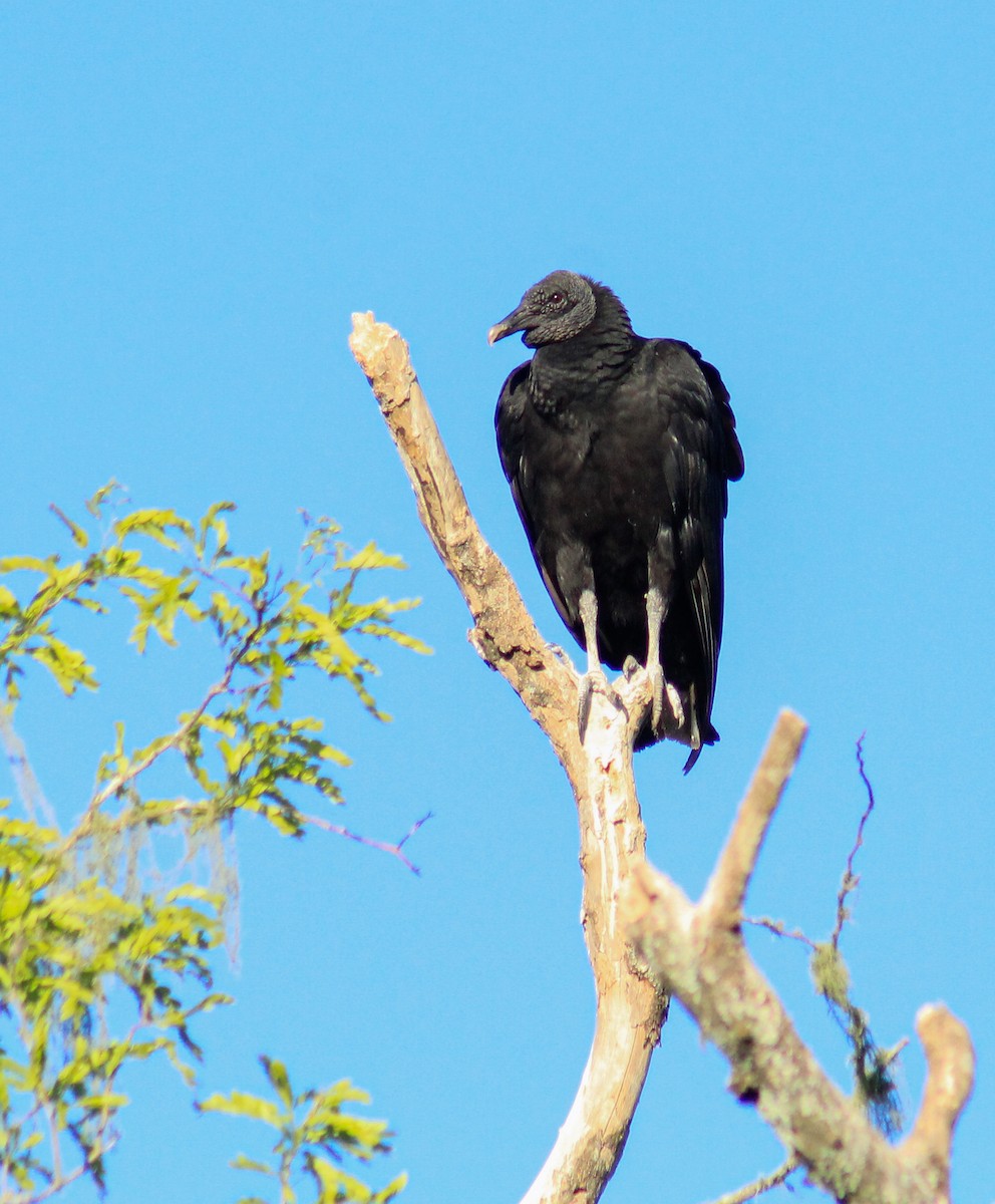Black Vulture - jesus  enrique