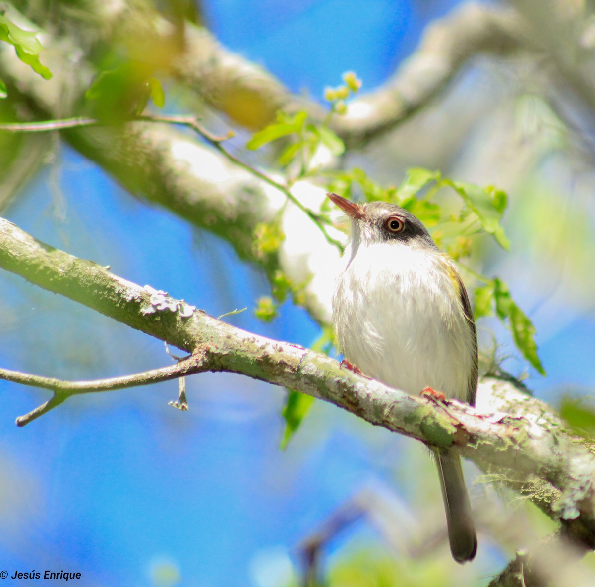 Pearly-vented Tody-Tyrant - jesus  enrique