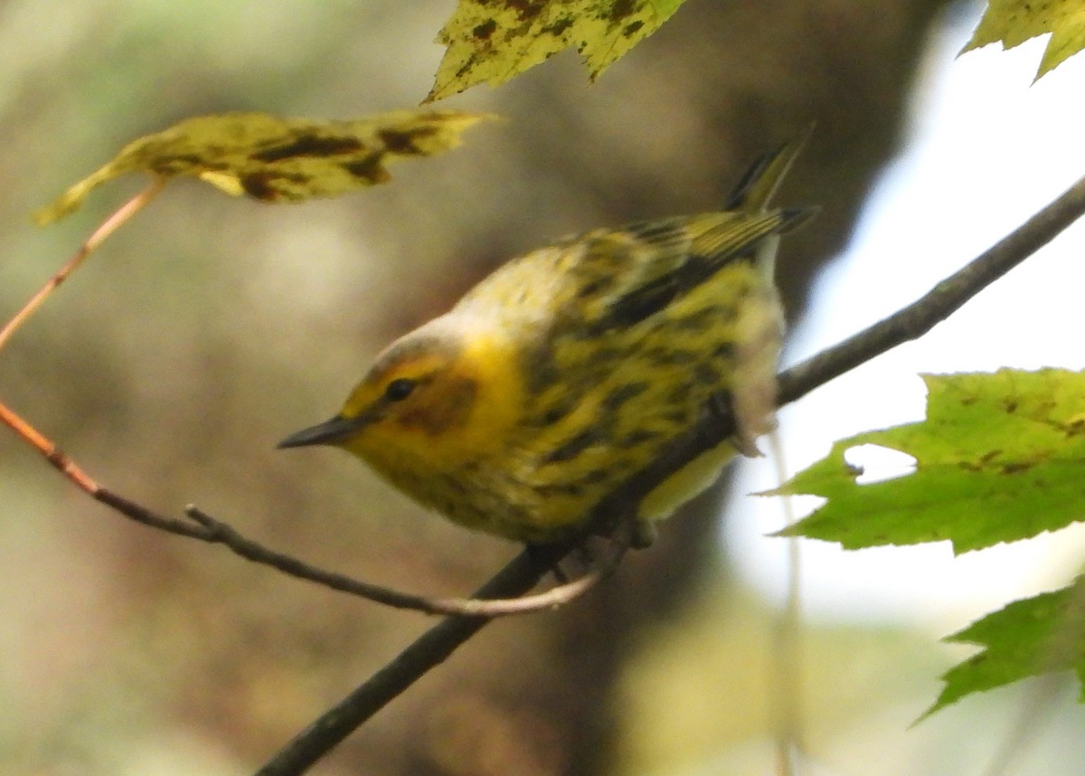Cape May Warbler - ML374352841