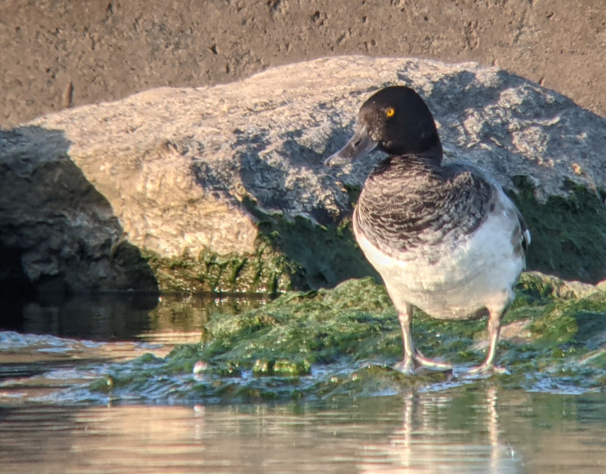 Greater Scaup - ML374353411