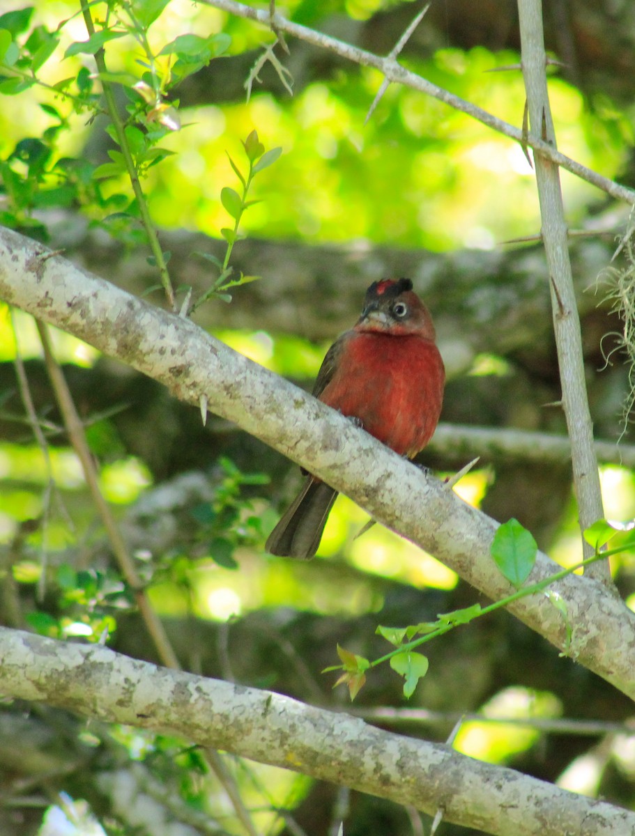 Red-crested Finch - jesus  enrique