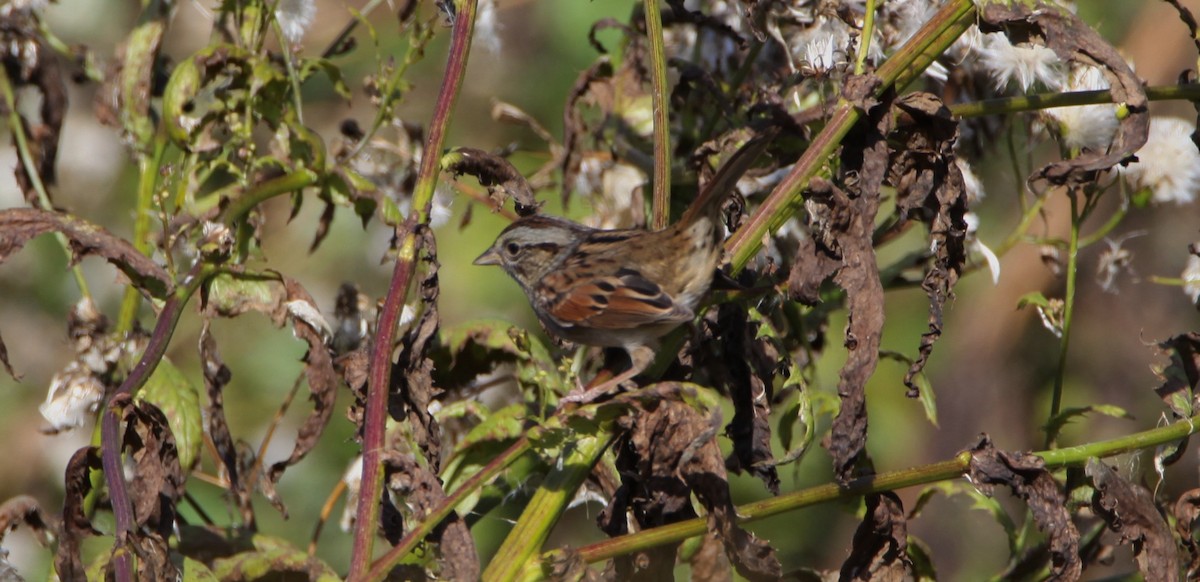 Swamp Sparrow - ML374358591