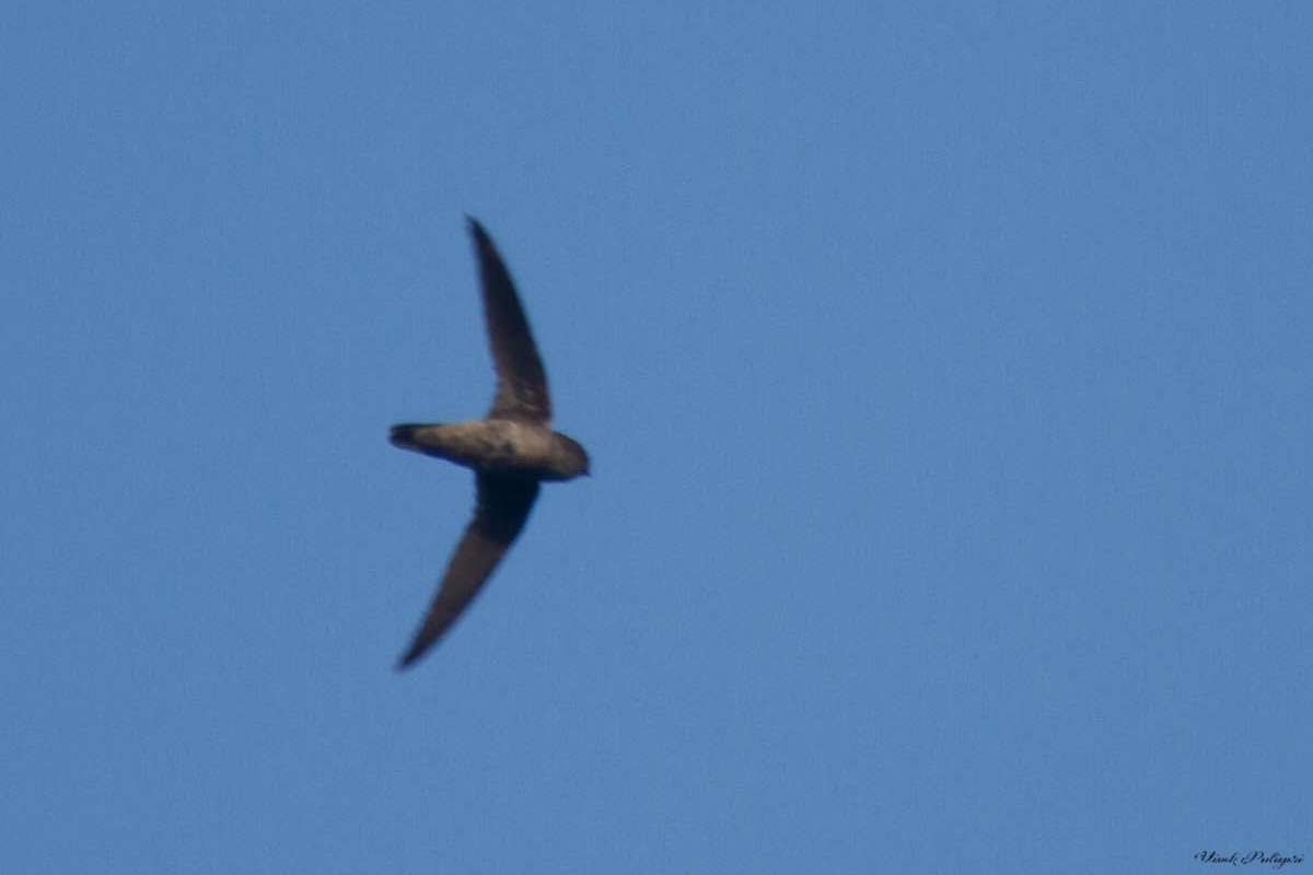Indian Swiftlet - Anonymous