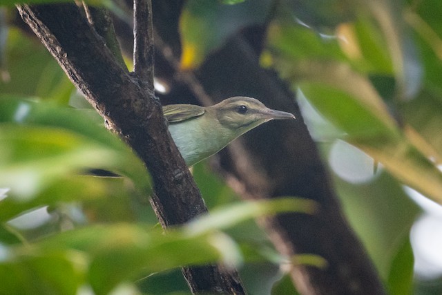 Black-whiskered Vireo