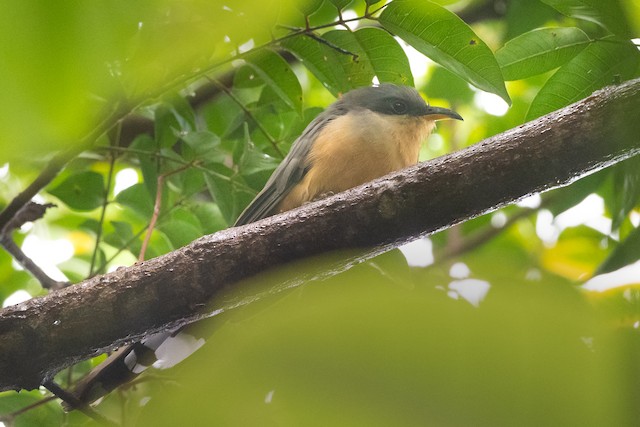 Mangrove Cuckoo