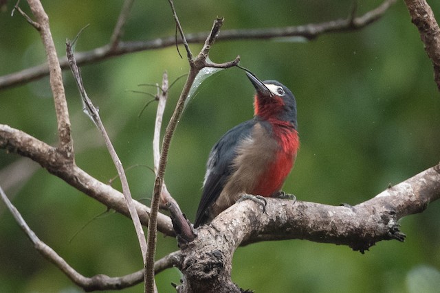 Puerto Rican Woodpecker