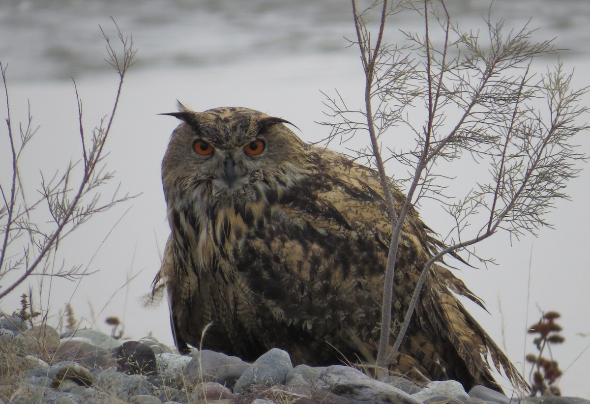 Eurasian Eagle-Owl - ML37436931