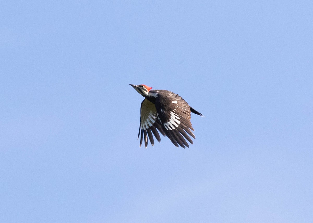 Pileated Woodpecker - ML374374121