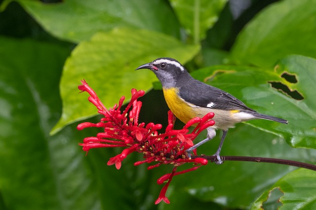 Bananaquit