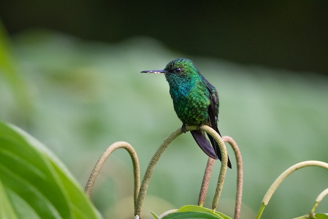 Puerto Rican Emerald