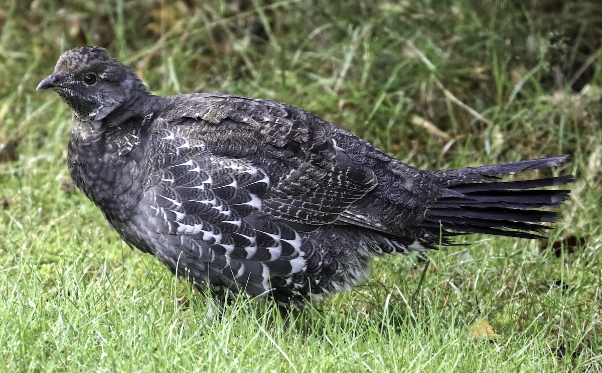 Sooty Grouse - Charlotte Byers