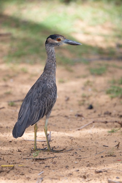 Yellow-crowned Night Heron