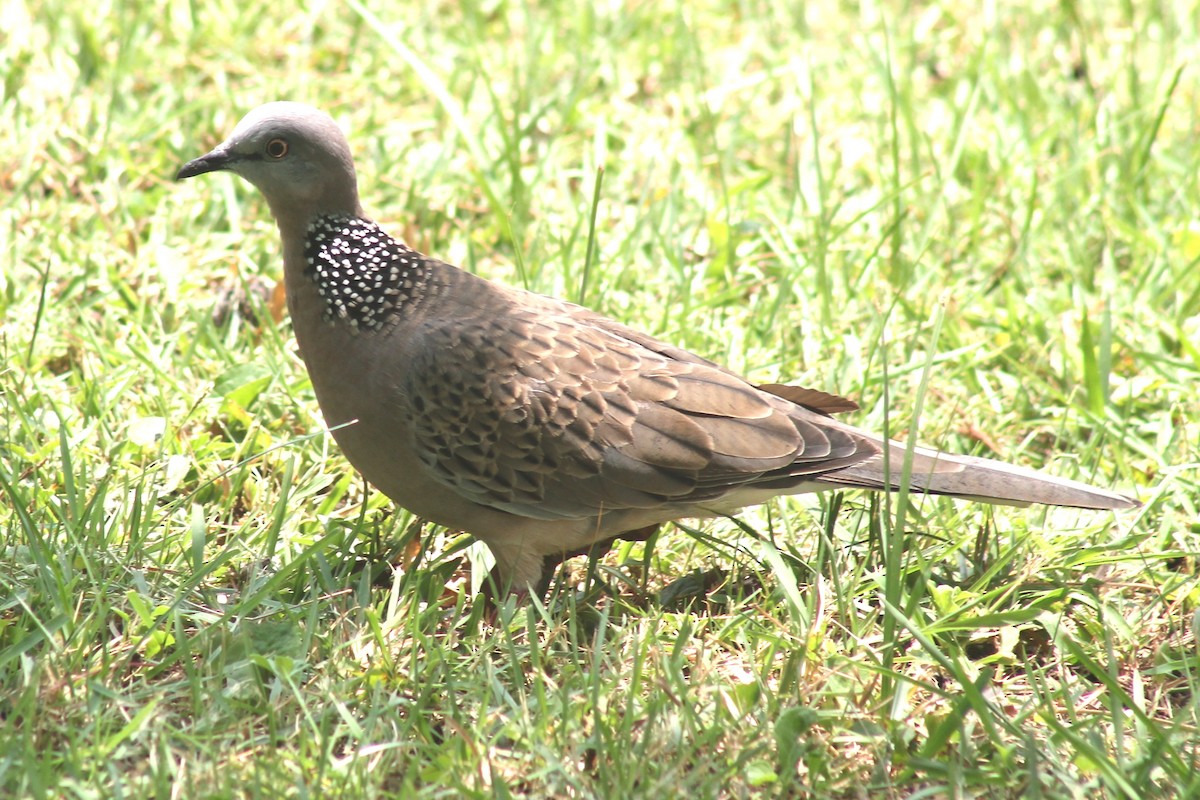 Spotted Dove - Greg Laverty