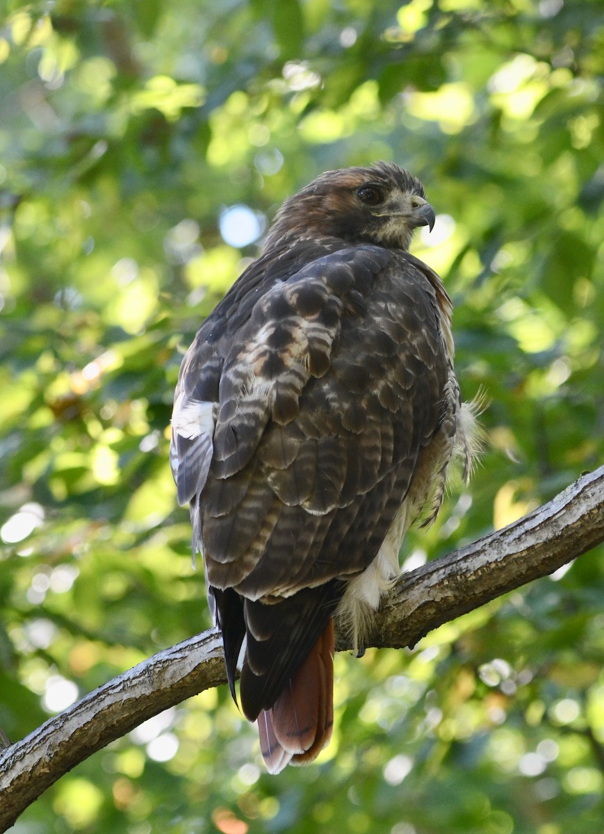Red-tailed Hawk - Adam Markham