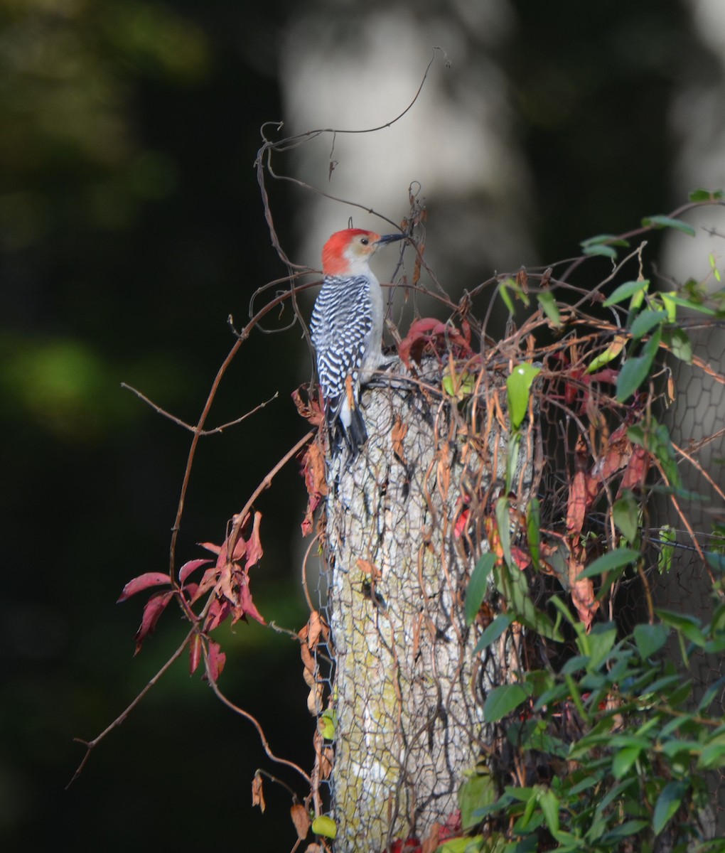 Red-bellied Woodpecker - Adam Markham