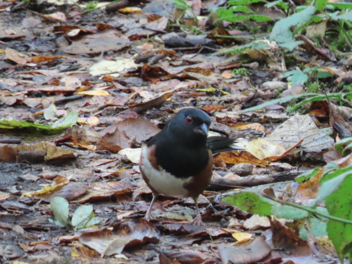 Spotted Towhee - ML374402601