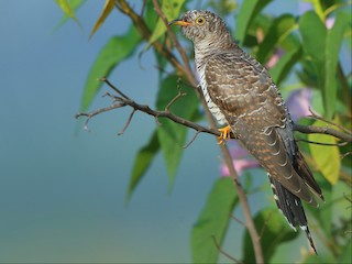  - Common Cuckoo