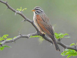  - Striolated Bunting