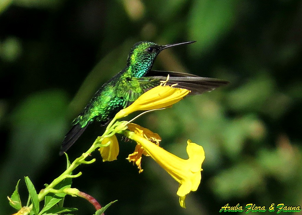 Blue-tailed Emerald - ML37440781
