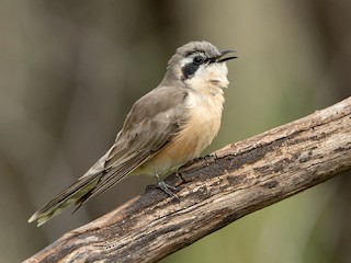  - Black-eared Cuckoo