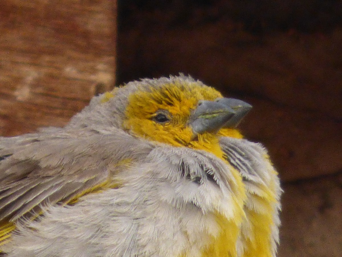 Citron-headed Yellow-Finch - ML37441071